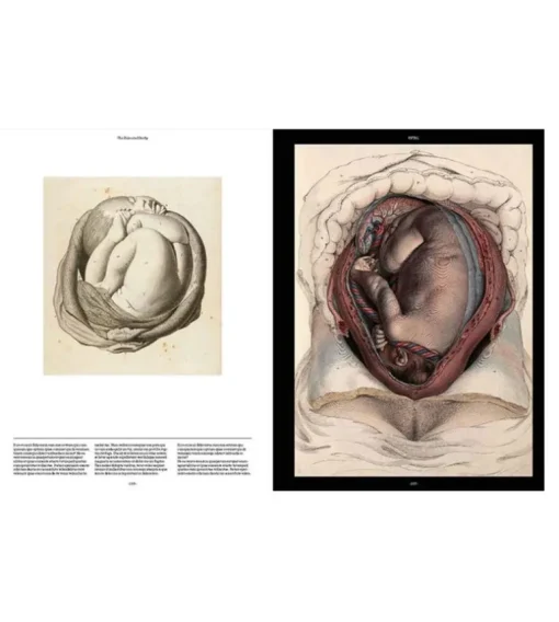 Anatomica, The Exquisite and Unsettling Art of Human Anatomy