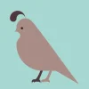 Komboh - Quail Giclee Print